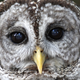 Illustration for article titled Rude-As-Hell Owl Won't Stop Dive-Bombing Joggers